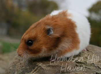 Fergie- Golden Tortoiseshell and White (Banded) Longhaired